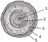 �������� ������ ������