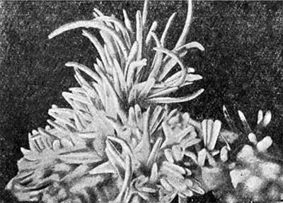 �������� ������